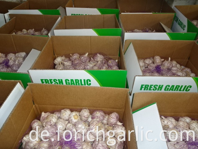 Regular Garlic Size 5 0cm